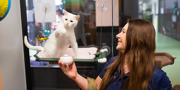 susan seipel with snowy the rspca cat